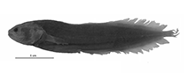 To FishBase images (<i>Diancistrus fijiensis</i>, Fiji, by W. Schwarzhans et al.)