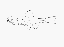 To FishBase images (<i>Diaphus fulgens</i>, by SFSA)