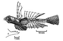 Image of Diplogrammus gruveli (Gruvel’s dragonet)