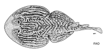 Image of Diplobatis guamachensis (Venezuelan dwarf numbfish)