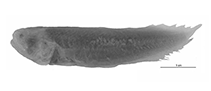 To FishBase images (<i>Diancistrus jackrandalli</i>, Ryukyu Is., by W. Schwarzhans et al.)