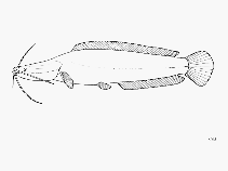 Image of Bathyclarias nyasensis 