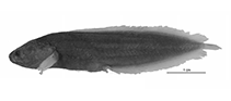 To FishBase images (<i>Diancistrus jeffjohnsoni</i>, Australia, by W. Schwarzhans et al.)