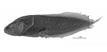 To FishBase images (<i>Diancistrus karinae</i>, Indonesia, by W. Schwarzhans et al.)