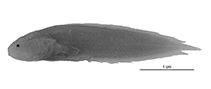 To FishBase images (<i>Diancistrus leisi</i>, Australia, by W. Schwarzhans et al.)