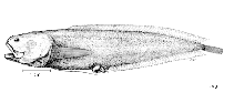 To FishBase images (<i>Diancistrus longifilis</i>, by FAO)