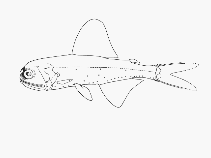 To FishBase images (<i>Diaphus lucidus</i>, by SFSA)