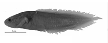 To FishBase images (<i>Diancistrus machidai</i>, Indonesia, by W. Schwarzhans et al.)