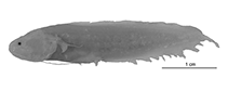 To FishBase images (<i>Diancistrus mcgroutheri</i>, Australia, by W. Schwarzhans et al.)