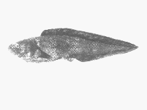 To FishBase images (<i>Diplacanthopoma nigripinnis</i>, South Africa, by SFSA)