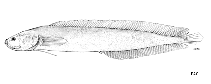 To FishBase images (<i>Dipulus norfolkanus</i>, by FAO)