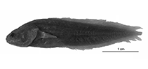 Image of Diancistrus novaeguineae (New guinea viviparous brotula)
