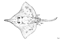 To FishBase images (<i>Raja oxyrinchus</i>, by FAO)