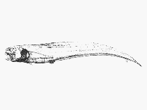 To FishBase images (<i>Dicrolene pallidus</i>, by SFSA)