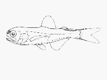 Image of Diogenichthys panurgus 