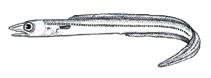 Image of Diploconger polystigmatus (Headband conger)