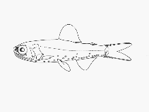 To FishBase images (<i>Diaphus richardsoni</i>, by SFSA)