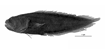 To FishBase images (<i>Diancistrus robustus</i>, Fiji, by W. Schwarzhans et al.)
