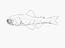 To FishBase images (<i>Diaphus subtilis</i>, by SFSA)