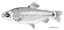 To FishBase images (<i>Distichodus teugelsi</i>, Congo, by Reygel, A.)