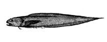 To FishBase images (<i>Dicrolene tristis</i>, by Yang, N.-S.)
