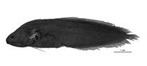 To FishBase images (<i>Diancistrus vietnamensis</i>, Viet Nam, by W. Schwarzhans et al.)