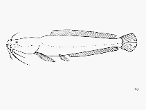 Image of Bathyclarias worthingtoni 