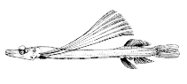 To FishBase images (<i>Dolichopteryx binocularis</i>, Canada, by Canadian Museum of Nature, Ottawa, Canada)