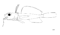 To FishBase images (<i>Dolloidraco longedorsalis</i>, by FAO)