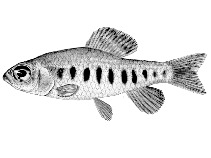 To FishBase images (<i>Dundocharax bidentatus</i>, Angola, by Mertens, P.)