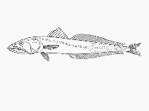 To FishBase images (<i>Dysalotus alcocki</i>, by SFSA)