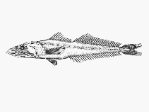 To FishBase images (<i>Dysalotus oligoscolus</i>, by SFSA)