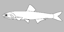 Image of Stolephorus zephyrus (Zephyr anchovy)