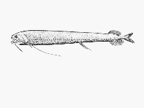Image of Echiostoma barbatum (Threadfin dragonfish)
