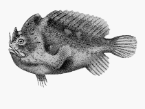 To FishBase images (<i>Echinophryne crassispina</i>, Australia, by CSIRO)