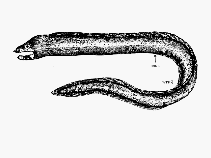 Image of Echidna leucotaenia (Whiteface moray)