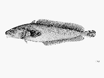 To FishBase images (<i>Eeyorius hutchinsi</i>, by FAO)
