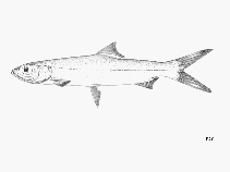 To FishBase images (<i>Elops lacerta</i>, by FAO)