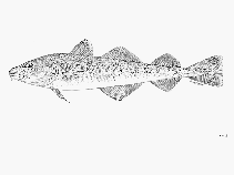 To FishBase images (<i>Eleginus navaga</i>, by FAO)