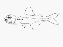 To FishBase images (<i>Electrona paucirastra</i>, by SFSA)