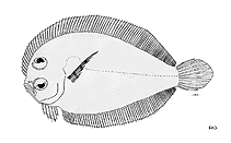 Image of Engyprosopon bellonaense (Bellona flounder)