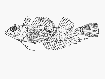 Image of Enneapterygius clarkae (Barred triplefin)