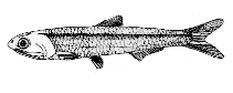 To FishBase images (<i>Engraulis eurystole</i>, Canada, by Canadian Museum of Nature, Ottawa, Canada)