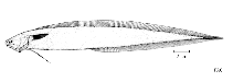 To FishBase images (<i>Enchelybrotula gomoni</i>, by FAO)
