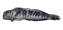 To FishBase images (<i>Entomacrodus lemuria</i>, Reunion I., by Springer & Fricke, 2000)