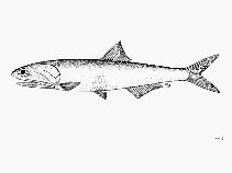 To FishBase images (<i>Engraulis mordax</i>, by FAO)