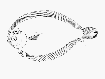 To FishBase images (<i>Engyprosopon natalensis</i>, South Africa, by SFSA)