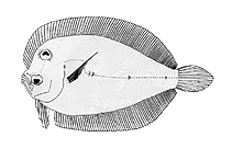 To FishBase images (<i>Engyprosopon rostratum</i>, by FAO)