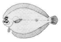 To FishBase images (<i>Engyophrys senta</i>, Canada, by Canadian Museum of Nature, Ottawa, Canada)