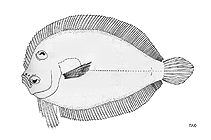 To FishBase images (<i>Engyprosopon septempes</i>, by FAO)